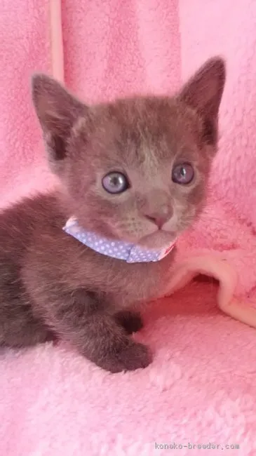 ID:2005-00217の子猫