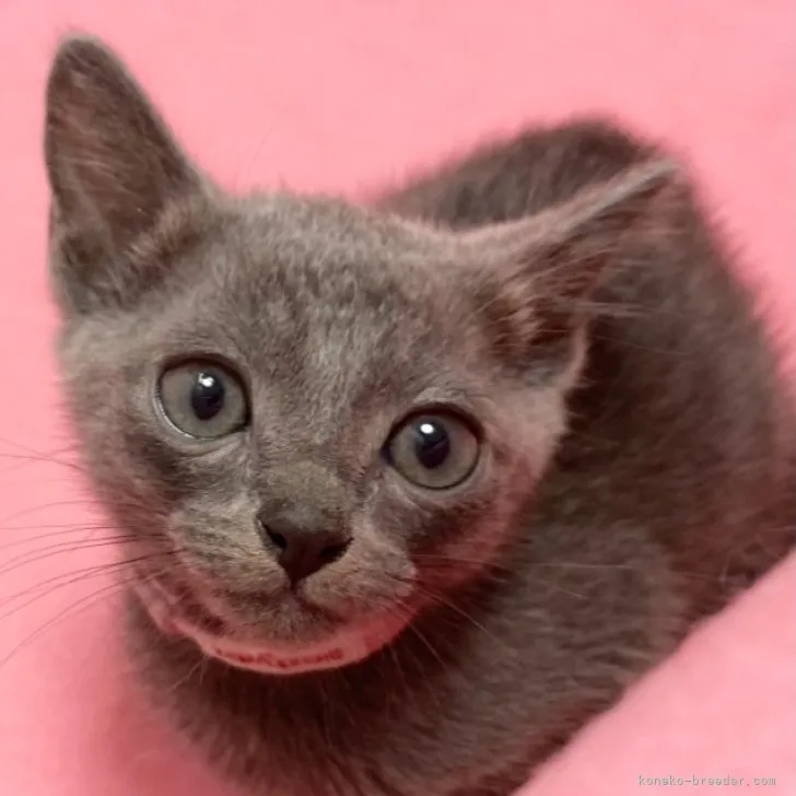 ID：2306-01954の子猫