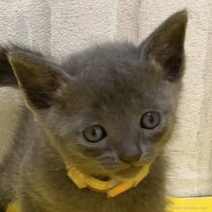 ID：2307-01629の子猫