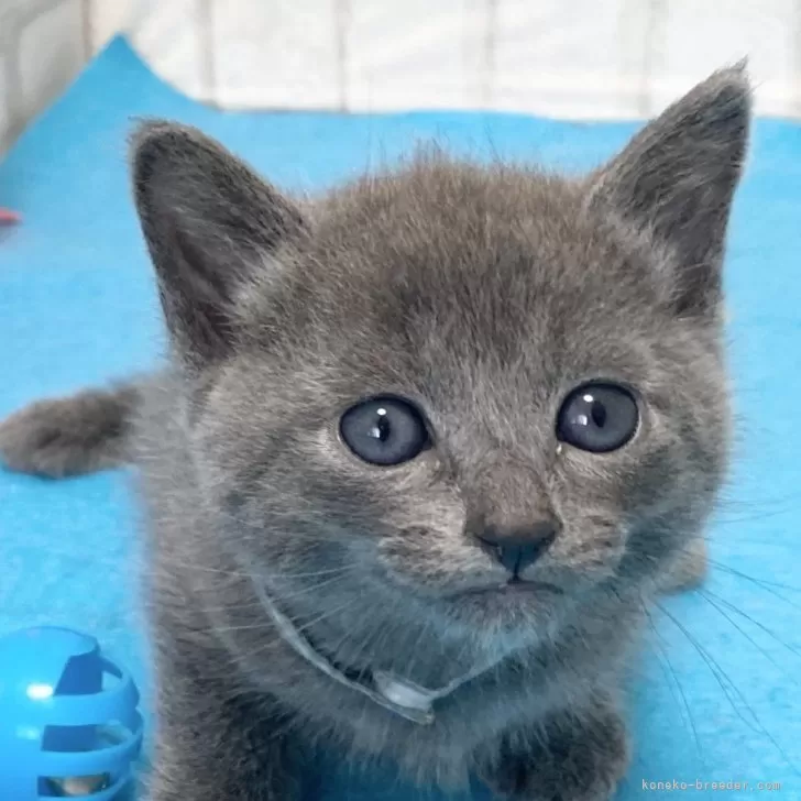 りんご 様のお迎えした子猫