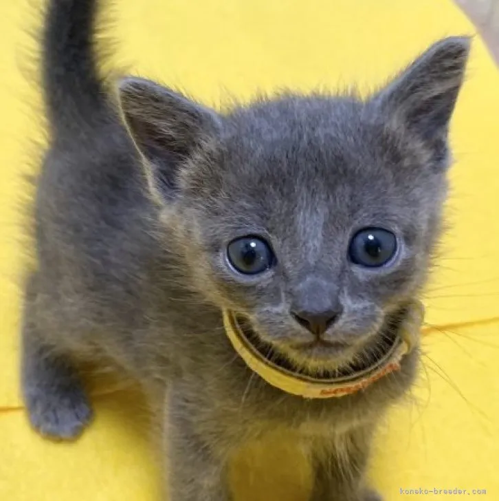 ID：2305-00680の子猫