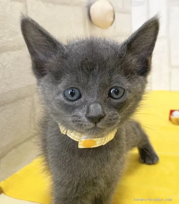 ID：2103-01057の子猫
