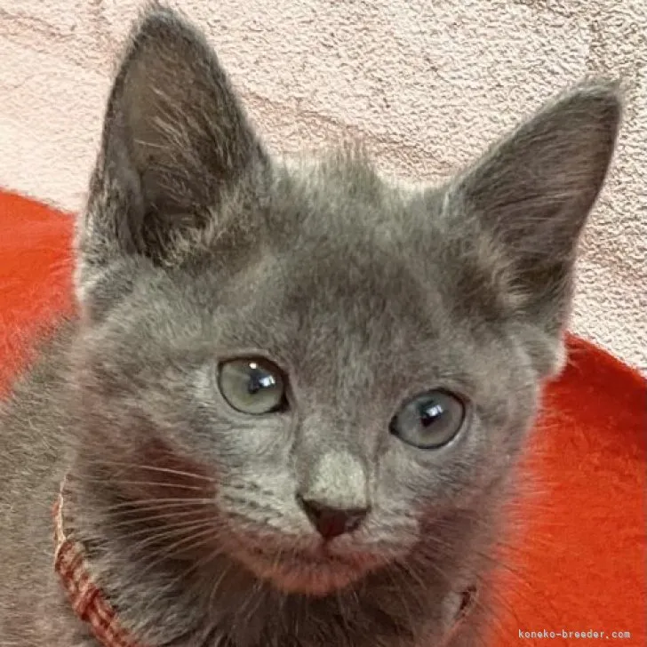 ID：2307-02249の子猫