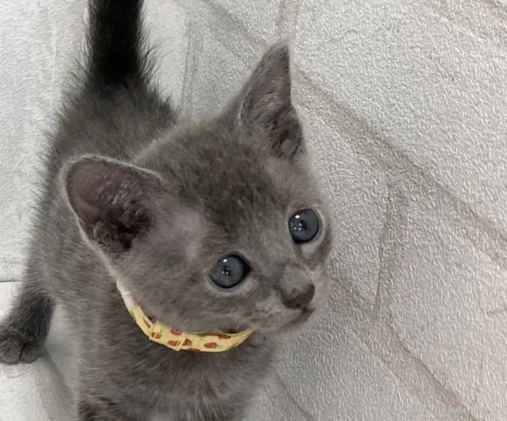 ID:2007-00594の子猫