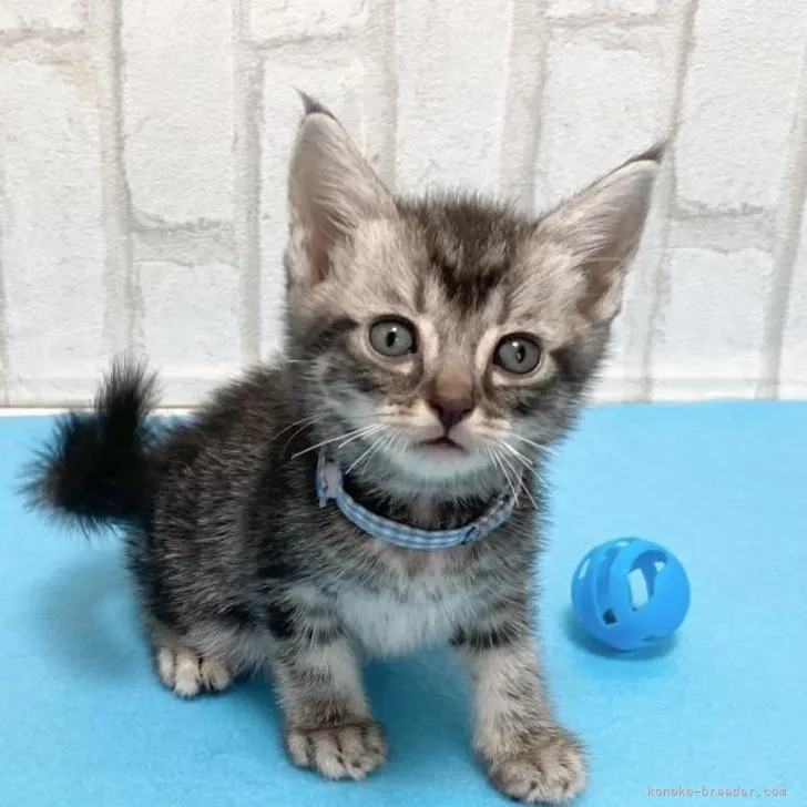 ID:2208-02031の子猫
