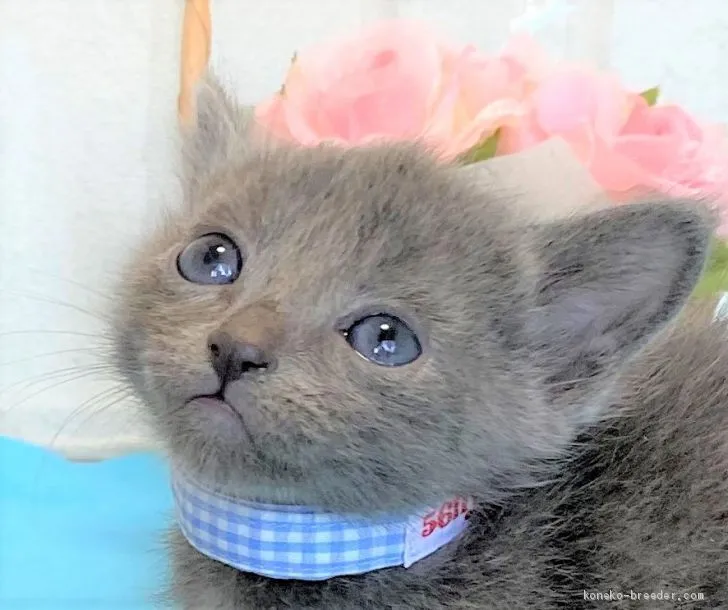 ID:2008-01225の子猫