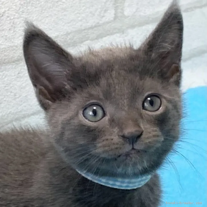 ID：2310-00580の子猫