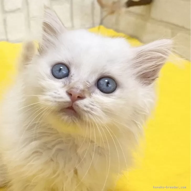 ID：2405-01859の子猫