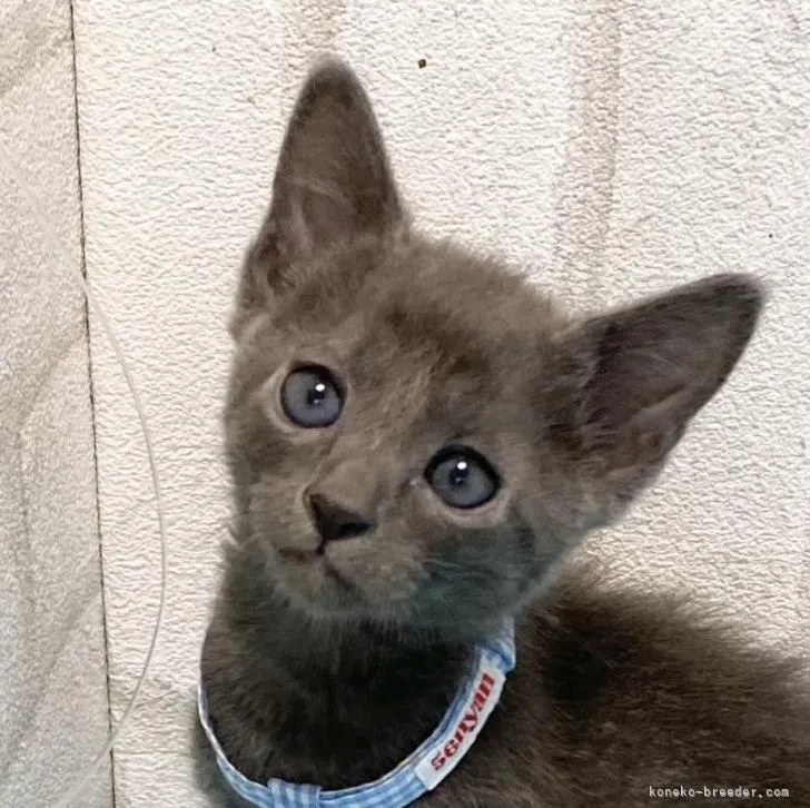 ID:2210-02593の子猫