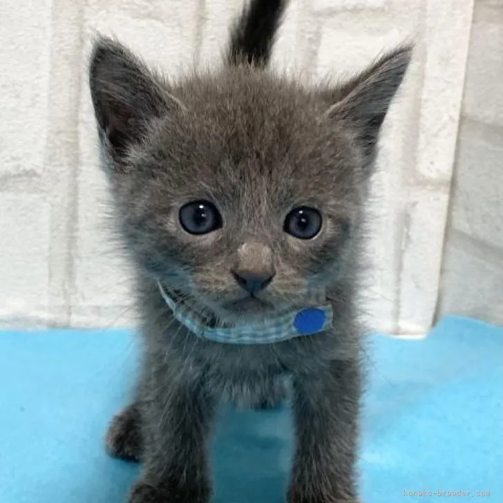 ID：2209-00835の子猫
