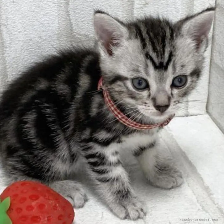 ID：2207-01784の子猫