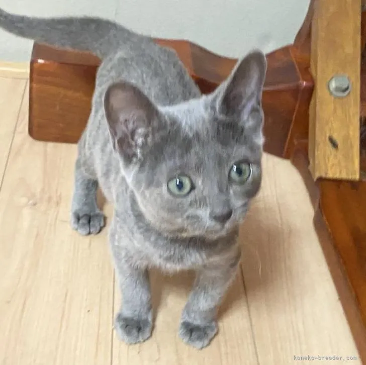 ID：2209-00552の子猫