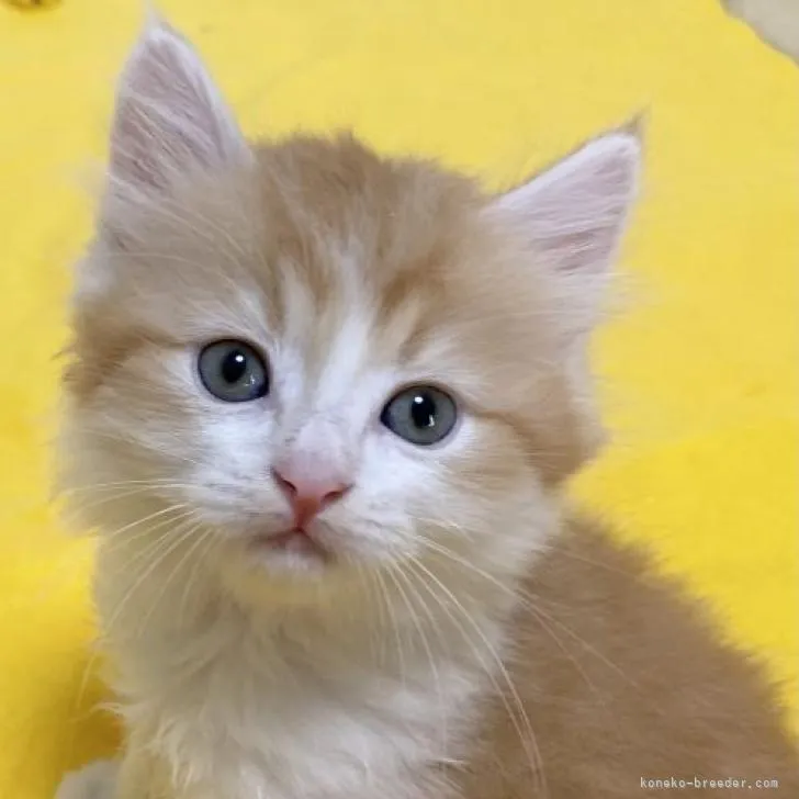 ID：2211-02577の子猫