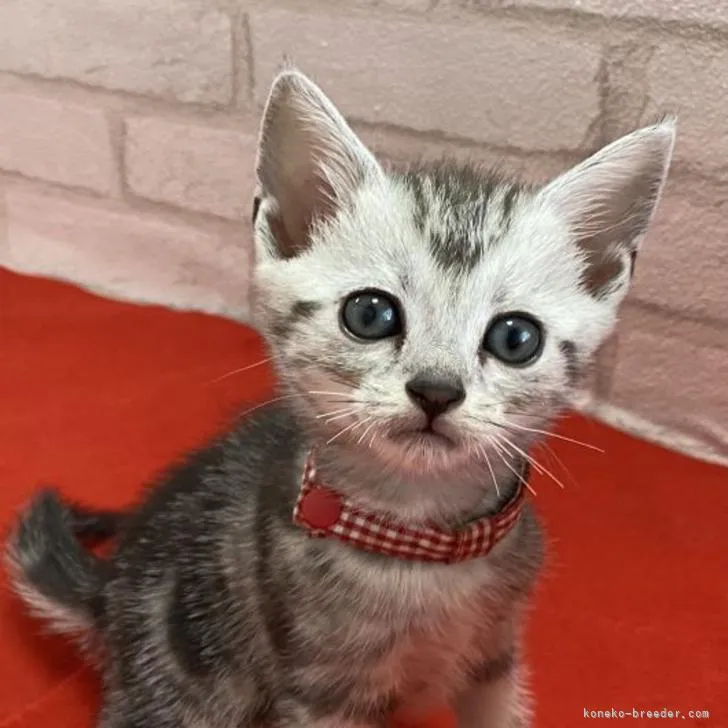 ID:2208-02046の子猫