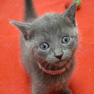 ロシアンブルー【滋賀県・女の子・2024年7月6日・ブルー（ショ―ト）】の写真「可愛い女の子です。元気いっぱいに遊んでます。」