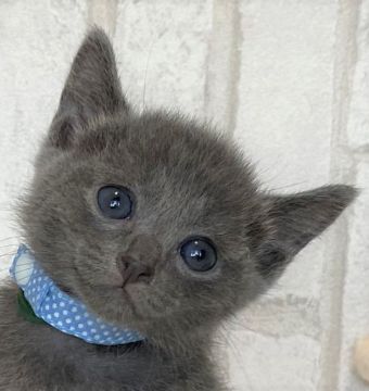 ロシアンブルー【滋賀県・男の子・2020年7月5日・ブルー（ショ―ト）】の写真「とても活発な男のです＼(^o^)／」
