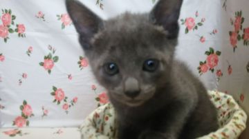 ロシアンブルー【滋賀県・男の子・2020年4月3日・ブルー（ショート）】の写真「人懐こい男の子です🐱」
