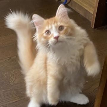 ラガマフィン【滋賀県・男の子・2022年5月11日・レッドタビー（ロング）】の写真「始めて猫を飼う方には飼いやすい人懐こい猫です。」
