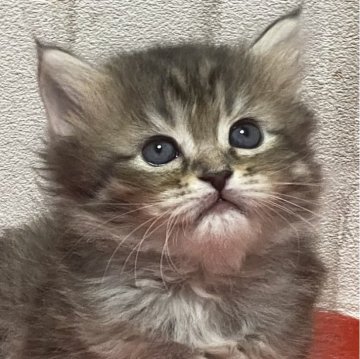 ラガマフィン【滋賀県・女の子・2023年11月24日・ブラウンタビー（ロング）】の写真「可愛い女の子です。元気いっぱいに遊んでます。」