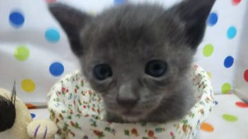 ロシアンブルー【滋賀県・女の子・2020年4月19日・ブルー（ショート）】の写真「子猫がたくさん生まれたので価格を安くしております」