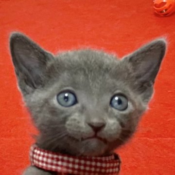 ロシアンブルー【滋賀県・女の子・2023年6月11日・ブルー（ショ―ト）】の写真「写真や動画で伝え切れない可愛さです💕」