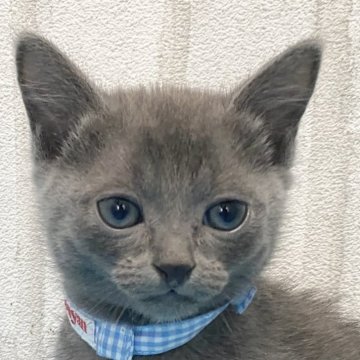 ロシアンブルー【滋賀県・男の子・2023年12月24日・ブルー（ショ―ト）】の写真「ハンサムな男の子です。元気いっぱいに遊んでます。」