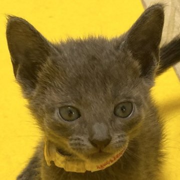 ロシアンブルー【滋賀県・男の子・2024年5月26日・ブルー(ショ―ト)】の写真「ハンサムな男の子です。元気いっぱいに遊んでます。」