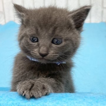 ロシアンブルー【滋賀県・男の子・2024年7月7日・ブルー（ショ―ト）】の写真「可愛い女の子です。元気いっぱいに遊んでます。」