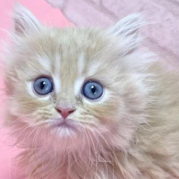 ラガマフィン【滋賀県・女の子・2022年12月25日・クリームタビー（ロング）】の写真「フワフワモコモコの可愛い女の子です。」