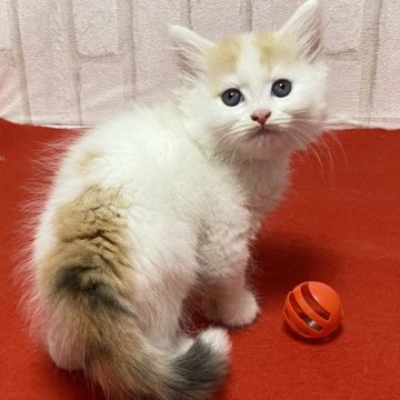 ラガマフィン【滋賀県・女の子・2024年8月14日・キャリコ（ロング）】の写真「ファファモコモコの可愛い女の子です。」