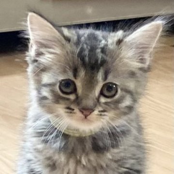 ミックス【滋賀県・男の子・2023年7月5日・ブラウンタビー（ショ―ト）】の写真「ハンサムな男の子です。元気いっぱいに遊んでます。」