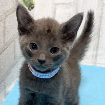 ロシアンブルー【滋賀県・男の子・2022年9月11日・ブルー（ショ―ト）】の写真「ハンサムな男の子です。元気いっぱいに遊んでます。」