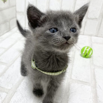 ロシアンブルー【滋賀県・男の子・2022年9月3日・ブルー（ショ―ト）】の写真「ハンサムな男の子です。元気いっぱいに遊んでます。」