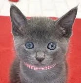 ロシアンブルー【滋賀県・女の子・2021年6月27日・ブルー】の写真1