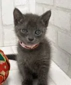 ロシアンブルー【滋賀県・女の子・2020年6月4日・ブルー】の写真1
