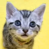 アメリカンショートヘア【滋賀県・女の子・2023年12月24日・シルバータビー】の写真1