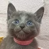 ロシアンブルー【滋賀県・女の子・2024年10月13日・ブルー】の写真1