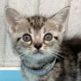 アメリカンショートヘア【滋賀県・男の子・2023年4月7日・シルバータビー】の写真1