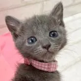 ロシアンブルー【滋賀県・女の子・2023年1月14日・ブルー】の写真1