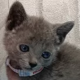 ロシアンブルー【滋賀県・男の子・2024年5月26日・ブルー】の写真1