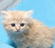 ラガマフィン【滋賀県・男の子・2022年3月18日・クリームタビー】の写真1