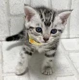 アメリカンショートヘア【滋賀県・男の子・2022年6月12日・シルバータビー】の写真1