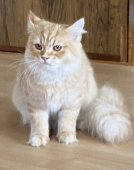 ラガマフィン【・男の子・2023年3月12日・レッドタビー】