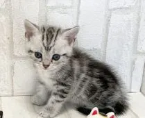 アメリカンショートヘア【滋賀県・女の子・2021年6月15日・シルバータビー】の写真2