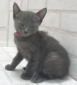 ロシアンブルー【滋賀県・女の子・2020年7月28日・ブルー】の写真2