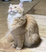 ラガマフィン【・女の子・2020年1月21日・レッドタビー】