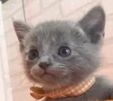 ロシアンブルー【滋賀県・女の子・2024年3月17日・ブルー】の写真2