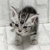 アメリカンショートヘア【滋賀県・男の子・2022年6月12日・シルバータビー】の写真2