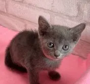 ロシアンブルー【滋賀県・女の子・2021年7月21日・ブルー】の写真2