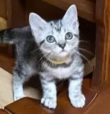 アメリカンショートヘア【滋賀県・女の子・2024年8月8日・シルバータビー】の写真2